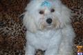 Havanese